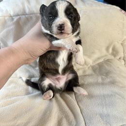 Brindle boy - Brindle and white male Cardigan Welsh Corgi puppy in Clinton, Tennessee from High Hopes Farm