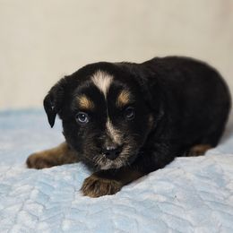 Abraham - Black tri-color male Australian Shepherd puppy in Owensboro, Kentucky from JnT's Bluegrass Mini Aussies