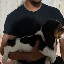 Boy 1 - Black brown and white male Basset Hound puppy in Hudson, Michigan from Bachman’s Kennel