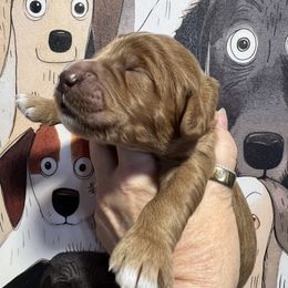 Boy 3 - male Goldendoodle puppy in Placerville, California from New Dawn Poodles and Doodles