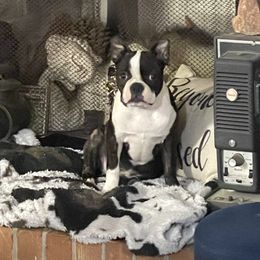 Boston Terrier Puppies from Bonze Boston Terriers