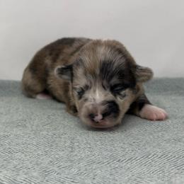 Maple - Brindle merle and white female American Corgi puppy in Waco, Texas from The Comma Corgis