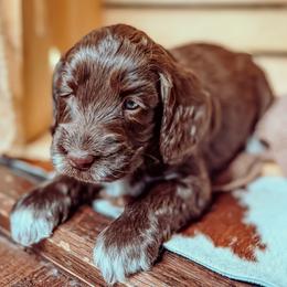 Ember - Chocolate female Australian Labradoodle puppy in Decatur, Alabama from Southern Meadows Doodles