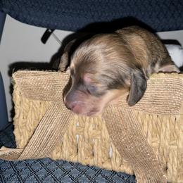 Mason - Chocolate and tan male Dachshund puppy in Brockport, New York from Ryans Nursery/Ryan's Dachshunds