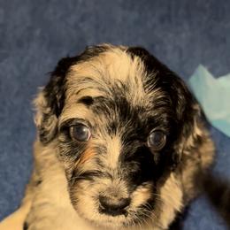 Australian Labradoodle, Bernedoodle, and Labradoodle Puppies from Island View Poodles & Doodles