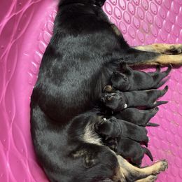 German Shepherd Puppies from Jemira Kennel