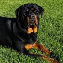 Rottweilers from Truhero Dog Kennel