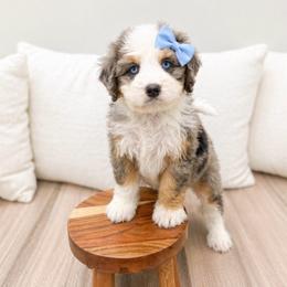 Betsy - Blue merle female Bernedoodle puppy in Ormond Beach, Florida from Florida Coast Doodles
