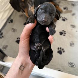 Pink Girl - Black female Dachshund puppy in Lexington, Kentucky from Wilderness Weenies