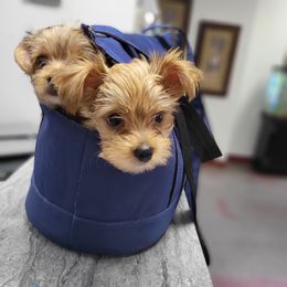Yorkshire Terrier Puppies from Ronda's Yorkshire Terriers