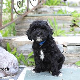 Brock - Black male Cockapoo puppy in Canastota, New York from Silver City Cockapoos