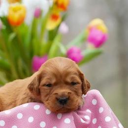 Poppy - Dark golden female Golden Retriever puppy in Saint Joe, Indiana from Golden Acres Farm