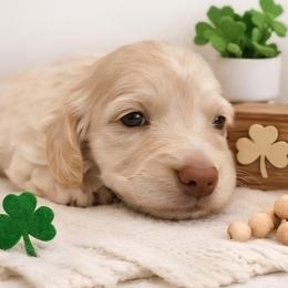 Cream Female - Limited AKC - Cream female Dachshund puppy in Nashville, Tennessee from Farmhouse Sausages - Located in TN delivers all over US including California