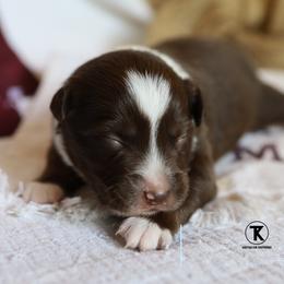 Gunner- Red Tri Male - Red tri male Miniature Australian Shepherd puppy in Nacogdoches, Texas from TK Standard, Mini, & Toy Aussies