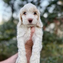 Sandy - Cream female Cockapoo puppy in Tallahassee, Florida from Panhandle Pups