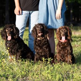 Boykin Spaniels from Honey Run Boykins