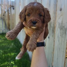 Jack - Red male Cavapoo puppy in Nampa, Idaho from Heart Mountain Cavaliers & Floating Feathers Kennel