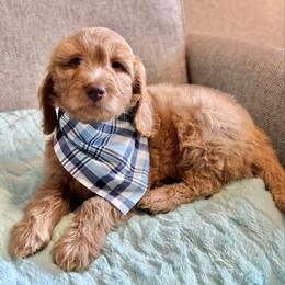 Florian- Blue - Red  male Goldendoodle puppy in Bay City, Texas from Charming Doods