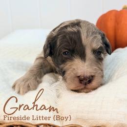 Graham - Merle male Goldendoodle puppy in Livermore, Colorado from Heritage Hills Family Doodles