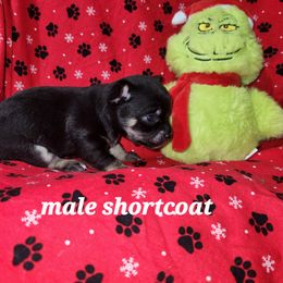 Coal - Black and tan male Chihuahua puppy in Attleboro, Massachusetts from Treasured Hearts Chihuahuas