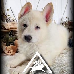 Christa - White female German Shepherd puppy in Sequim, Washington from German Shepherd Haus