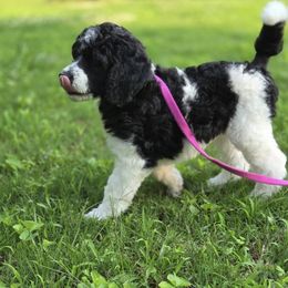 Timber - Parti male Poodle puppy in Cumming, Georgia from Wagnarok Poodles