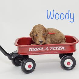 Woody - Red  male Poodle puppy in Williamsburg, Ohio from Iaroli’s  Small Standard Poodles