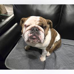 Bulldog puppies from Red Cloud Australian Shepherds and DeGray Great Danes & Bulldogs