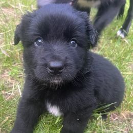 Citrus - Black & white female Australian Shepherd puppy in Northfield, New Hampshire from A to Z Australian Shepherds