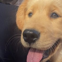 Purple- “Teeter” - Golden Retriever puppy in Wichita, Kansas from Libby Brown