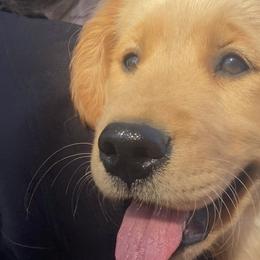 Purple- “Teeter” - Golden Retriever puppy in Wichita, Kansas from Libby Brown