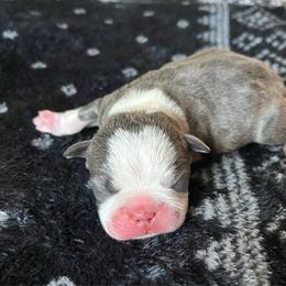 Sonic - Blue male Boston Terrier puppy in Red Bluff, California from Sugar Baby Bostons