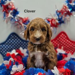 Clover - Red  female Goldendoodle puppy in Summerville, South Carolina from Channys Doodles