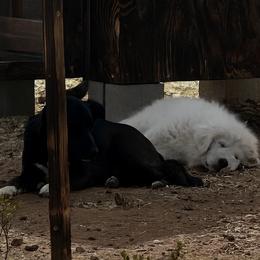 Great Pyrenees Puppies from Outlaw Acres Kennels