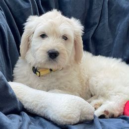 Zuzu - Cream female Goldendoodle puppy in Rocky Point, North Carolina from CelticDoods