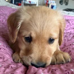 Ms. Magenta - Golden female Golden Retriever puppy in Brentwood, California from Golden M Family Farms