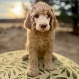 Edna - Apricot female Poodle puppy in Lookout, California from Rossiter Poodles