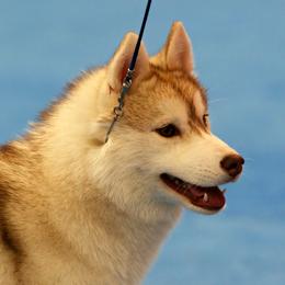 Adara  - Siberian Husky