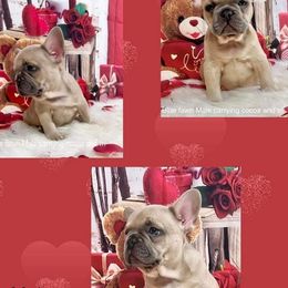 Bulldogs and French Bulldogs from Eclipse Bulldogs