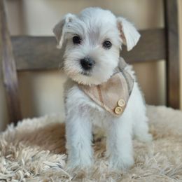 Dexter - White male Miniature Schnauzer puppy in Montebello, California from Rod Schnauzers