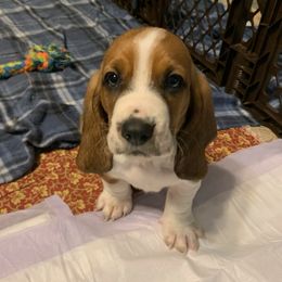 Basset Hound All Grown Up from Bodenhamer Hounds