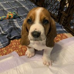 Basset Hound All Grown Up from Bodenhamer Hounds