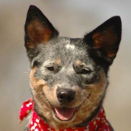 Australian Cattle Dogs from Psycht Australian Cattle Dogs