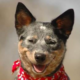 Australian Cattle Dogs from Psycht Australian Cattle Dogs
