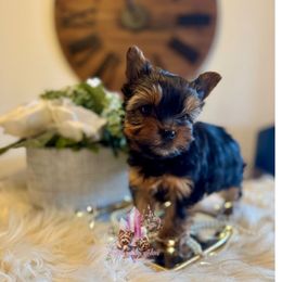 Flint (Mini Shop and Hocus Pocus Lineage) - Black and tan male Yorkshire Terrier puppy in Pittsburg, California from Crystal Garden Yorkies