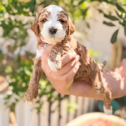 Shell - Apricot female Goldendoodle puppy in Garden Grove, California from Sunkissed Doodles