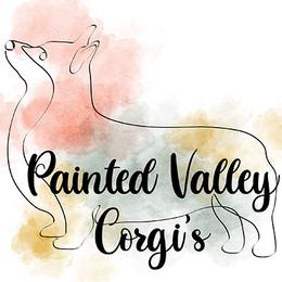 American Corgis and Pembroke Welsh Corgis from Painted Valley Corgis