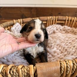 Denali - Sable male Bernedoodle puppy in Fort Meade, Florida from Baldwin Dood Ranch