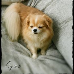 Cyrus - Chihuahua