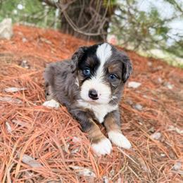 Scout - Merle male Bernedoodle puppy in Wamego, Kansas from Doodles of Oz